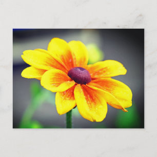 Elegant Dahlia Flower med en Gult Orange Helg Vykort