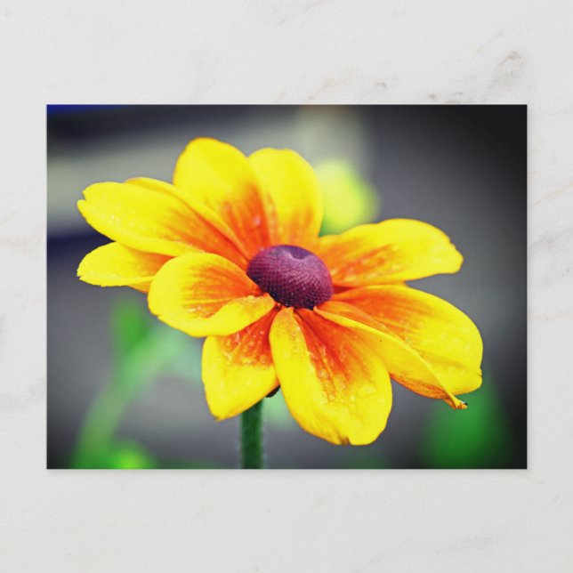 Elegant Dahlia Flower med en Gult Orange Helg Vykort (Framsida)