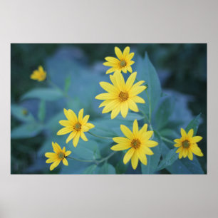 Elegant Daisy Sunchoke Gula blommor Poster