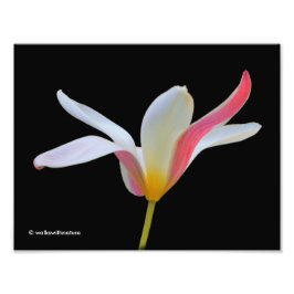 Elegant Dam Tulip White Rosa Flowers Fototryck