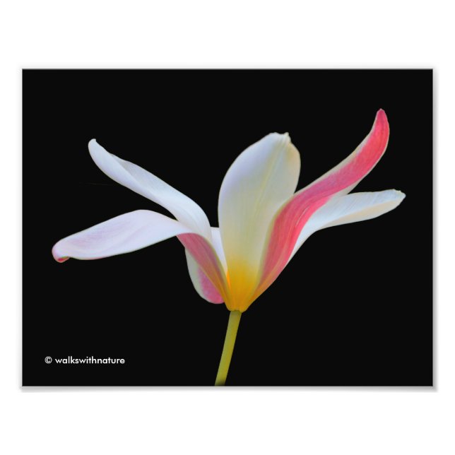 Elegant Dam Tulip White Rosa Flowers Fototryck (Framsidan)