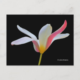 Elegant Dam Tulip White Rosa Flowers Vykort