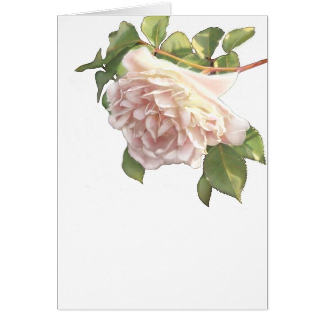 Elegant dammig persika orange, vit blommigt ro hälsningskort (Framsidan)