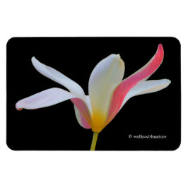 Elegant damtulpan vita rosa blommor magnet