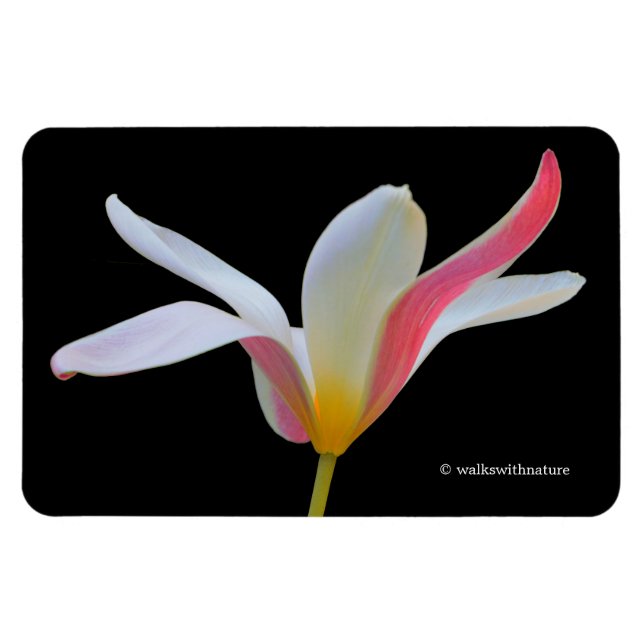 Elegant damtulpan vita rosa blommor magnet (Horisontell)