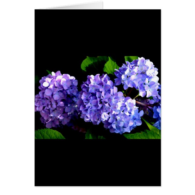 Elegant Djup lila blommigt Blommor hydrangea Hälsningskort (Framsidan)