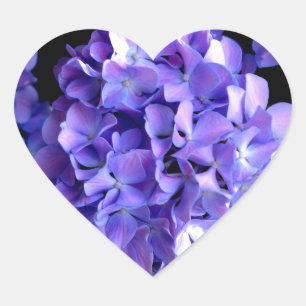 Elegant Djupa lila blommigtar periwinkle hydrangea Hjärtformat Klistermärke