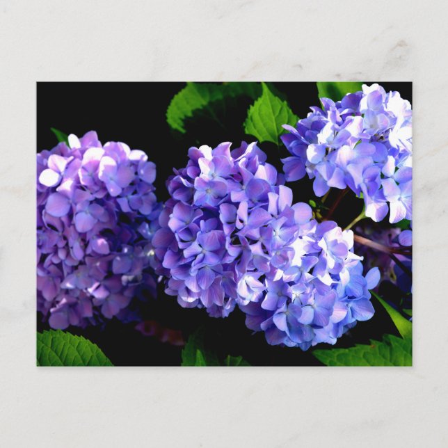 Elegant Djupa lila blommigtar periwinkle hydrangea Vykort (Framsida)