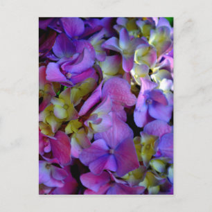 Elegant Djupa lila rosa magenta blommigt hydrangea Vykort