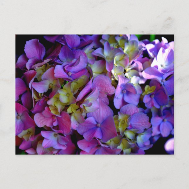 Elegant Djupa lila rosa magenta blommigt hydrangea Vykort (Framsida)