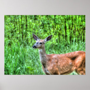 Elegant Doe Female Hjort Wildlife Photo Poster