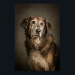 Elegant Dog Silhouette Poster<br><div class="desc">A stunning studio portrait of a dog illuminated with dramatic Rembrandt lighting. This elegant composition gives the image a timeless,  noble quality,  making it perfect for pet lovers and interior art collections.</div>