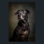 Elegant Dog Silhouette Poster<br><div class="desc">A stunning studio portrait of a dog illuminated with dramatic Rembrandt lighting. This elegant composition gives the image a timeless,  noble quality,  making it perfect for pet lovers and interior art collections.</div>