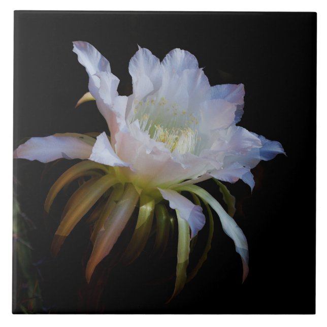 Elegant Drottning of-the-Night Cactus-blomman Kakelplatta (Framsidan)