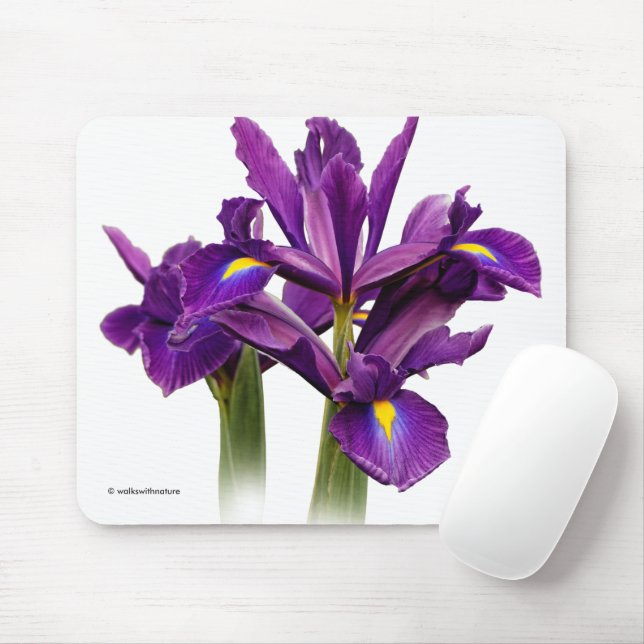 Elegant Dutch Iris Lila Sensation Flowers Musmatta (Med mus)