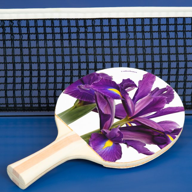 Elegant Dutch Iris Lila Sensation Flowers Pingisracket (Insitu)