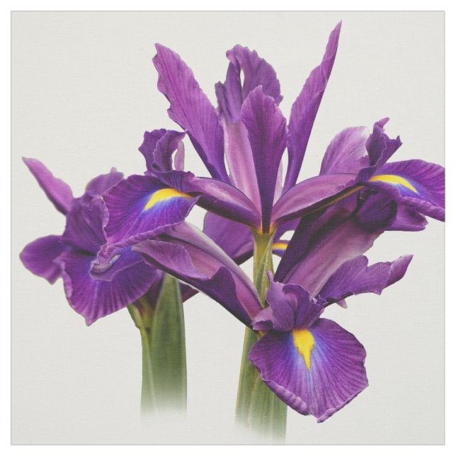 Elegant Dutch Iris Lila Sensation Tyg (Provkarta)