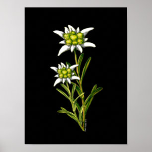 Elegant Edelweiss Artwork Print Poster