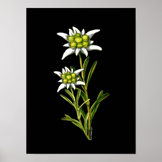 Elegant Edelweiss Artwork Print Poster (Framsidan)