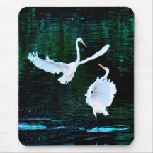 Elegant Egrets in Dance