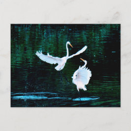 Elegant Egrets in Dance Vykort
