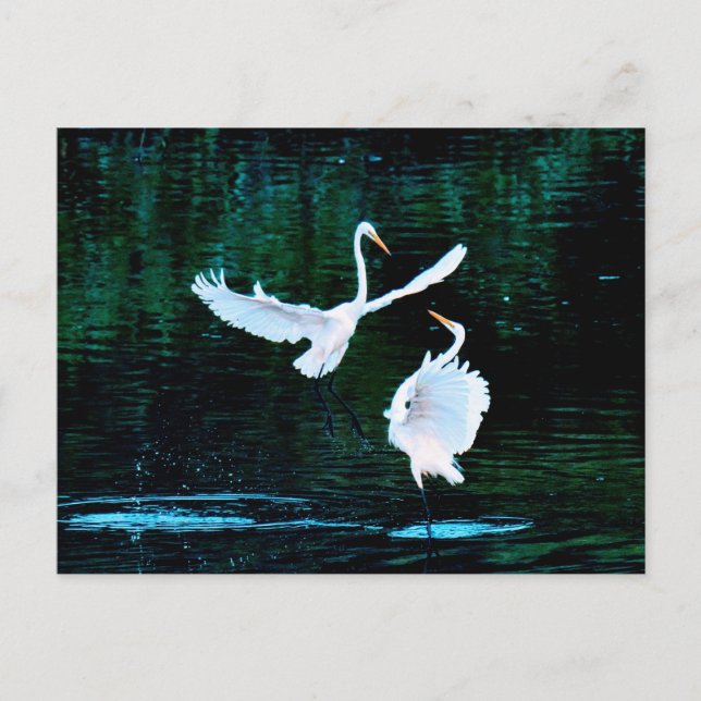 Elegant Egrets in Dance Vykort (Framsida)