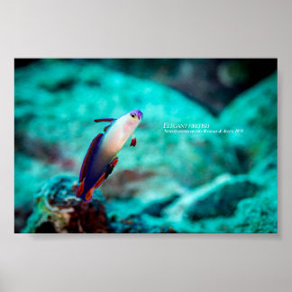 Elegant eldfläcksfisk poster