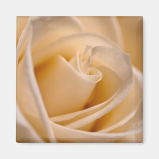 Elegant Elfenbenskusten Ro Magnet