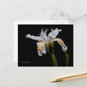 Elegant floral tofsiris Shaga Vykort