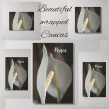 Elegant för White Peace Lily-Blommigt, fotografi