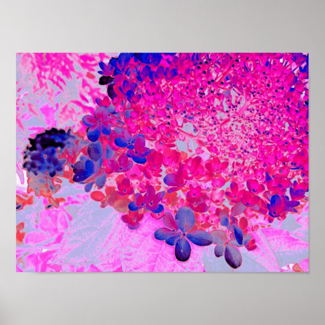 Elegant Fuchsia och Mörk blått Limelight Hydrangea Poster (Framsidan)