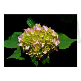 Elegant grönt gult rosa Hydrangea-blommor Hälsningskort