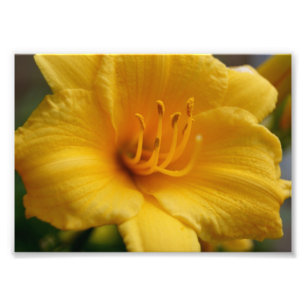 Elegant Gult 5x7 fotoutskrift Fototryck