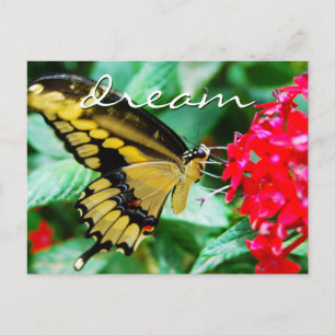 Elegant gult Black Butterfly-fotodrömskript Vykort