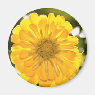 Elegant gult blommigt daisy magnet