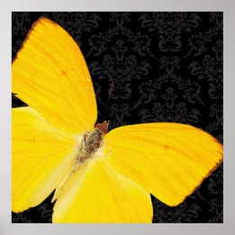 Elegant Gult Butterfly Black Damask Poster