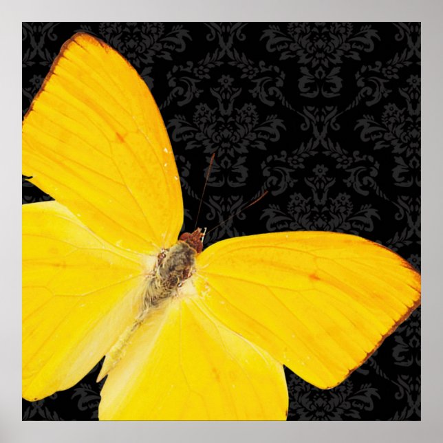 Elegant Gult Butterfly Black Damask Poster (Framsidan)