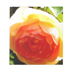 Elegant gult persikoröd aprikos blommigt ro anteckningsblock