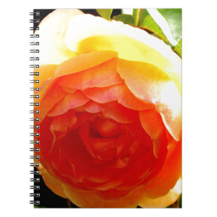 Elegant gult persikoröd aprikos blommigt ro anteckningsbok med spiral