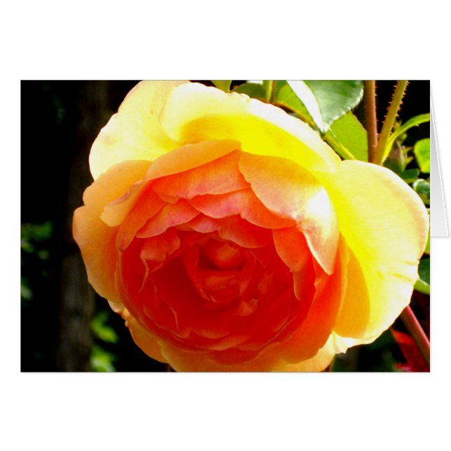 Elegant gult persikoröd aprikos blommigt ro hälsningskort (Framsidan Horizontal)