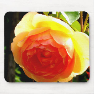 Elegant gult persikoröd aprikos blommigt ro musmatta