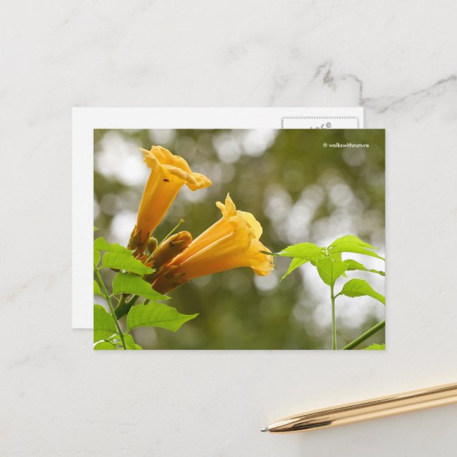 Elegant Gult Trumpet Vine Flowers Bokeh Vykort (Fram/Back In Situ)