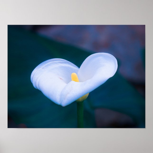 Elegant Heart-Shaped White Calla Lily Poster (Framsidan)