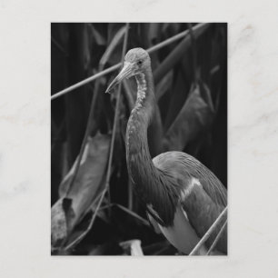 Elegant Heron Porträtt - Wildlife Photography Vykort