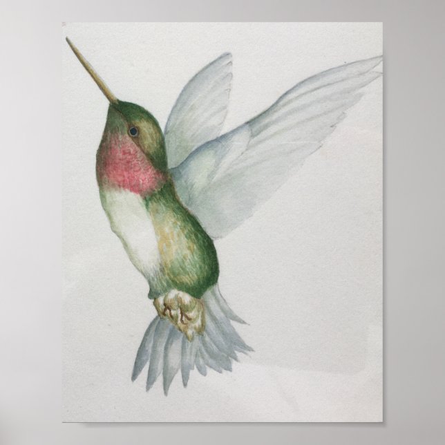 Elegant Hummingbird Watercolor Poster (Framsidan)
