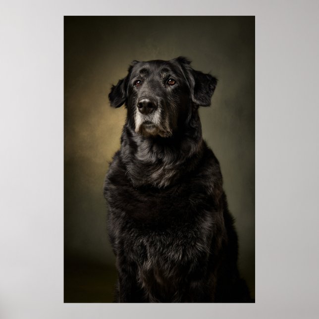 Elegant hundsilhuett poster (Framsidan)