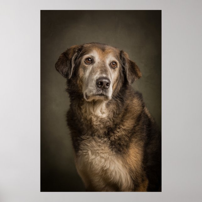 Elegant hundsilhuett poster (Framsidan)
