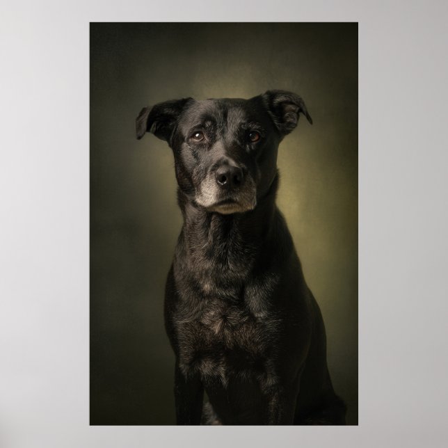 Elegant hundsilhuett poster (Framsidan)