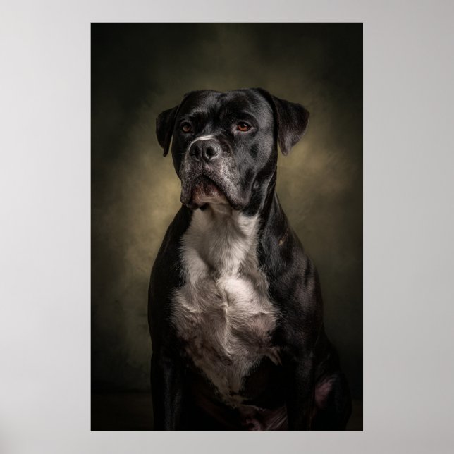 Elegant hundsilhuett poster (Framsidan)