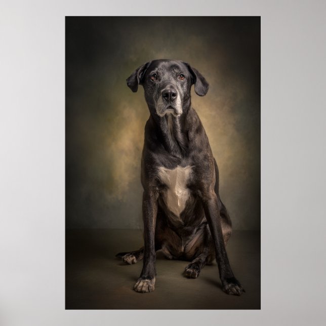 Elegant hundsilhuett poster (Framsidan)